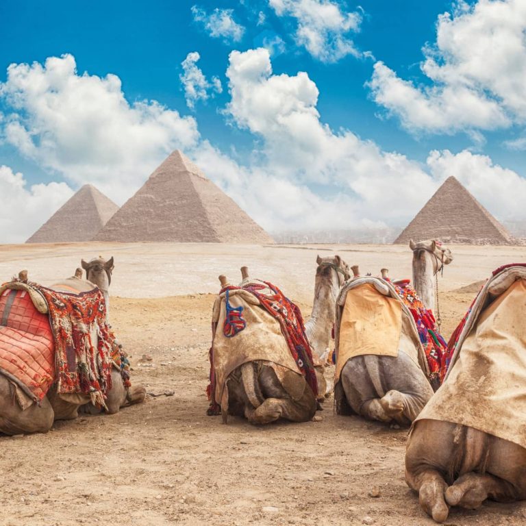 Egipto Camellos