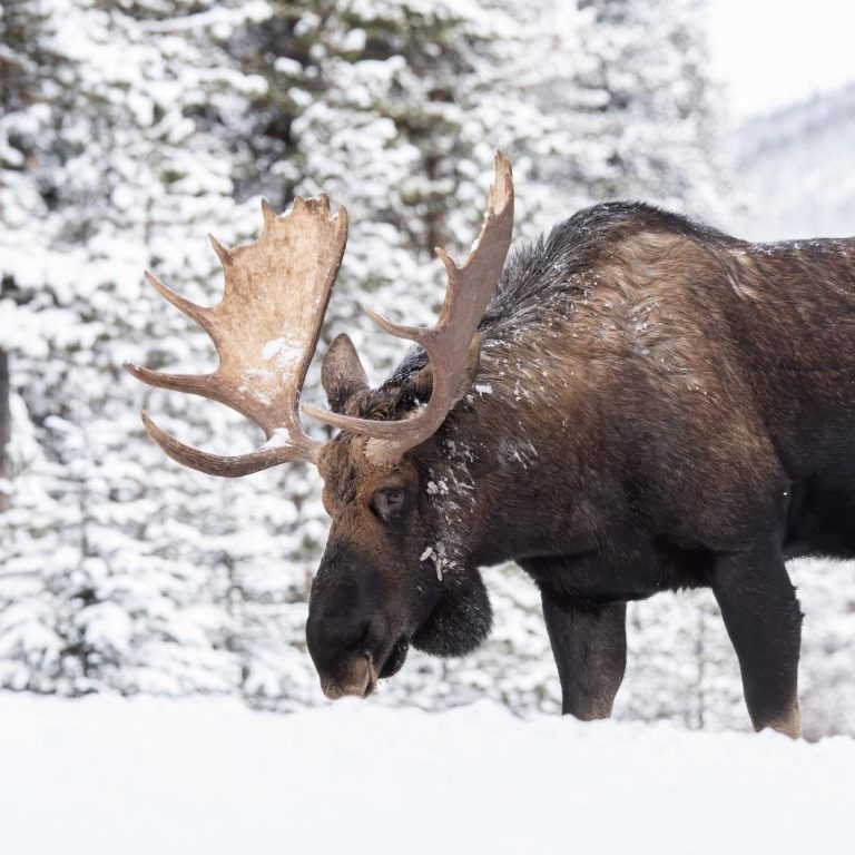 Viaje a Canadá en invierno Viaje a Canadá en invierno